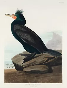 12196. Cartel estampado o decoración de pared de lona. Diseño de arte de habitación. Pájaro Audubon. Cormorán - Imagen 1 de 1