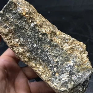1lb 13oz Turritella Agate Fossil Lapidary Rough For Cabbing - Picture 1 of 9
