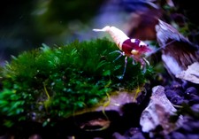 Fissidens miroshaki 3x3cm