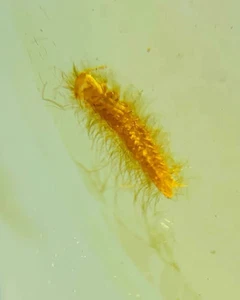 Cretaceous Fossil Burmese amber burmite unknown insect amber Fossil Myanmar - Picture 1 of 3