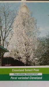 Cleveland Select Flowering Pear Tree Home Garden Plants Landscape Trees Plant - Picture 1 of 1