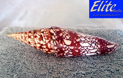 Conus milneedwardsi #3  157.5mm ULTRA! GIANT BEAUTY from India - Image 1 of 4