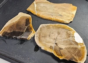 Petrified Sycamore Wood Lapidary Stone Slab Rough Rock Fossil R49 3 Slabs - Picture 1 of 16