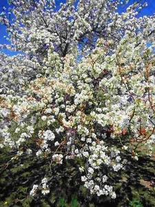 50 Semi Prunus Padus, Ciliegio A Grappoli, Amaruvier - Bild 1 von 3