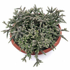 Rhipsalis pilocarpa hairy-fruited wickerware cactus 5 x 3 to 4cm cuttings