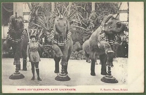 Mabelles Circus Elephants, Late Lockharts. Bristol Circus Animal Act c1900s - Picture 1 of 2