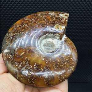 434g Natürlicher Muschel Ammonit Fossil Exemplare Madagaskars S736 - Bild 1 von 12