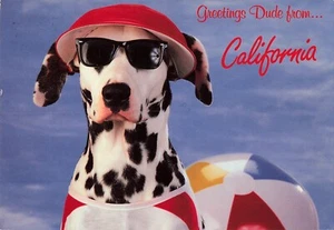Saluti DUDE dalla California cane dalmata in spiaggia CA cartolina d'epoca anni 90 - Foto 1 di 2