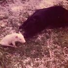 (AmD) FOUND Photo Photograph Gentle Black Labrador Retriever &  Baby Pig Piglet