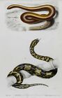 1845 Snakes - D´Orbigny -Hand Colored With Passepartout - (02565)