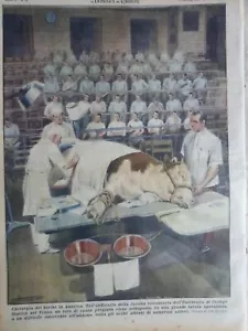 VETERINAIRE 4 JOURNAUX ANCIENS - Imagen 1 de 4
