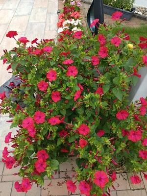 Mexikanische Wunderblume Samen Mirabilis jalapa - - Bild 1 von 4