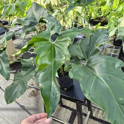 Philodendron Thaumatophyllum Goeldii X Selloum "African Fantasy,Ships Nationwide - Image 1 of 4