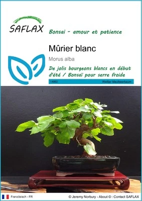 SAFLAX - Graines - Mûrier blanc - 200 Graines - Photo 1/4