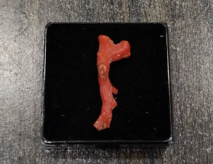 Antique Vintage Red Coral Unpolished Loose Branch- Italian Red Coral Rough Tree - Picture 1 of 10