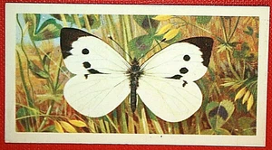 LARGE WHITE  aka  Cabbage White    Butterfly  Illustrated Card  JE21MS - Picture 1 of 2