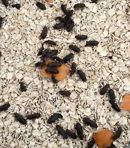📦FREE Shipping on 50+ Live Darkling Mealworm Beetles Organically Grown - Picture 1 of 2