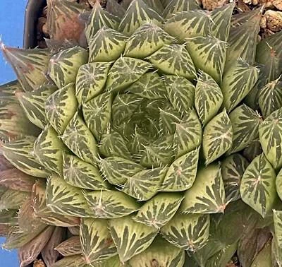 Haworthia Cooperi var Cooperi 3.5" Pot! Light Shines Through It's "Windows"! - Image 1 of 4