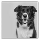 2 x Square Stickers 10 cm - Border Collie Dog Pet Farmer  #42617