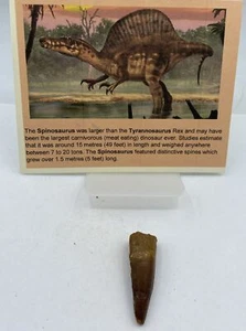Spinosaurus Tooth Dinosaur Fossil Before T Rex Cretaceous J262 - Picture 1 of 2