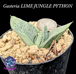 Gasteria LIME JUNGLE PYTHON variegated succulent variegata Haworthia family - Picture 1 of 6