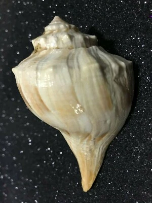 Rare Valampuri Shankh for Ornaments and Pooja Original Sri Lanka Conch Shell - Image 1 of 4
