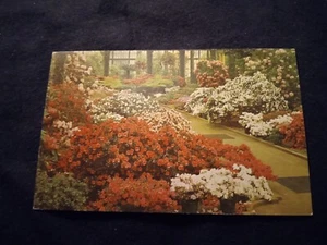 Longwood Gardens Kennett Square Pennsylvania Azaleenhaus - alte Postkarte - Bild 1 von 2