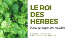 LE ROI DES HERBES SECHES