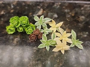 50+pk SUCCULENTS Cold Hardy Rare Plant Bundle Succulent Starters, REAL Plants! - Picture 1 of 5