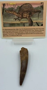 Spinosaurus Teeth Dinosaur F0SSIL Before T Rex Cretaceous J992 - Picture 1 of 4