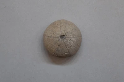 Fósil Holectypus Planatus equinoide erizo de mar Cretácico Goodland Fm Texas Foto 1 de 4