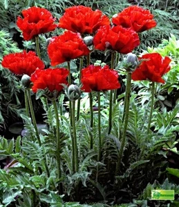 Samen Türkischer Mohn "Scarlet o'Hara", Papaver orientale - Bild 1 von 3