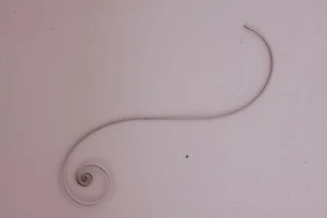 Mainspring Ressort Muelle Zugfeder Molla Eterna 1077-E 1077-H 1077-S Amida 570 - Picture 1 of 1