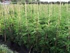 LEYLANDII- 8ft 9ft 10ft BUY QUALITY TREES FROM THE GROWERS  -Please see details