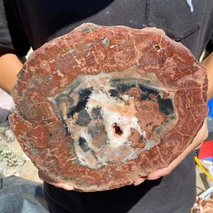 3.6LB Rare red Natural polished Arizona petrified wood slice mineral specimen - Picture 1 of 8