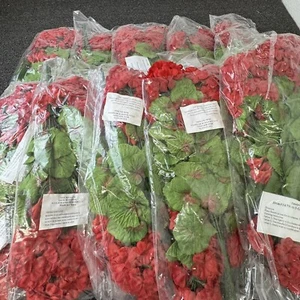 Geranium Red Artificial Bouquet 10 Packs of 3 Flowers Decoration Florist Bulk - Picture 1 of 7
