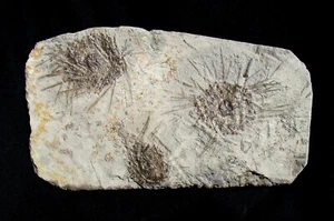 SLAB OF 3 SPINY ARCHAEOCIDARIS URCHINS ECHINOID FOSSILS FROM ST LOUIS FORMATION! - Picture 1 of 1