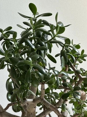 Geldbaum Glücksbringer Pfennigbaum Ableger  mit Wurzeln Top Minimum 20 cm hoch - Bild 1 von 4