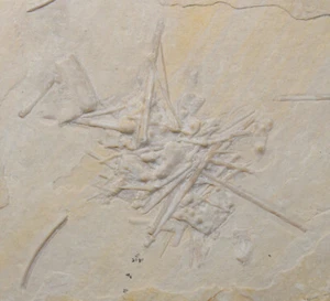 Riccio di mare, resto di riccio di mare, pseudodiadema, Giura, Kimmeridge, Brunn, Repubblica Federale Tedesca - c347 - Foto 1 di 5
