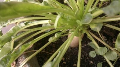 Radish : true breed tropical vegetable seeds - Image 1 of 4