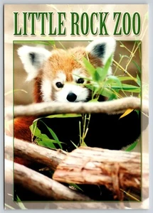 Postcard Red Panda Little Rock Zoo Arkansas Ailurus fulgens - Picture 1 of 2