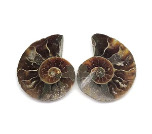Natural Ammonite Fossil Pair Cabochon For Jewelry Making Gemstone 53.20Cts. - Picture 1 of 3