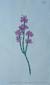 c1798 GREWIA OCCIDENTALIS PL422 Curtis's Botanical Print by Syd Edwards - Picture 1 of 6