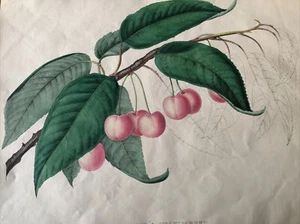 CILIEGIA " Cerise Cob's Transparent" Biwak Alexander Joseph Désiré 1853. - Bild 1 von 6