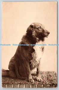 R759240 Dog Philco Publishing Co Photogravure Series No 2745 - Picture 1 of 4