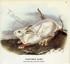 1968 John James John Woodhouse Audubon White SNOWSHOE HARE Book Page Art (1413) - Picture 1 of 1