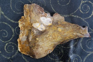 Versteinerte Holzplatte - Oregon - 2,5 Unzen - Augäpfel - Lapidar - Handwerk - Bild 1 von 6