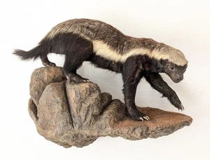 Honigdachs Mellivora capensis honey badger z. Aufhängen Tierpräparat Vollmontage - Bild 1 von 5