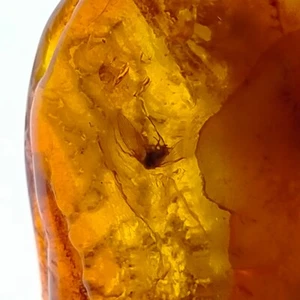 Amber fossils natural gemstone w/ two preserved trapped insect inclusions 31.4ct - Bild 1 von 9