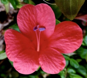 Small Bush Violet, Coral Creeper, Barleria Repens - 10 Seeds 2025 - USA - Picture 1 of 3